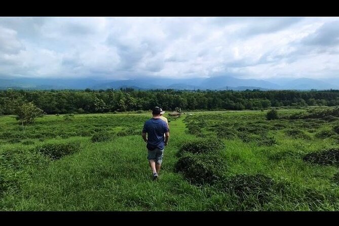 1,5 Hours Tea House and Tea Garden Trip in Ozurgeti Georgia - Century-old tea gardens, up close with real growing work