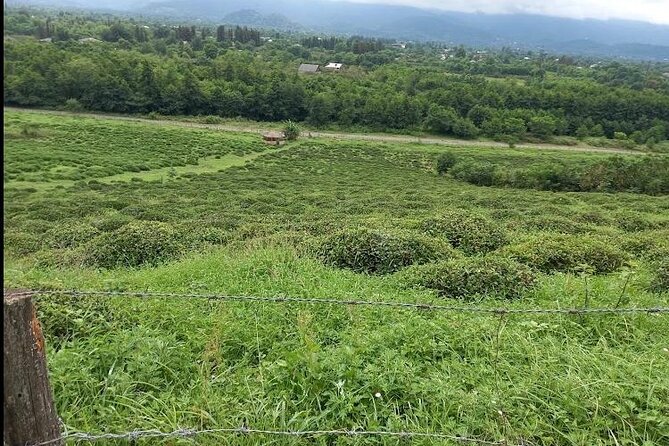 1,5 Hours Tea House and Tea Garden Trip in Ozurgeti Georgia - Who this tour fits best