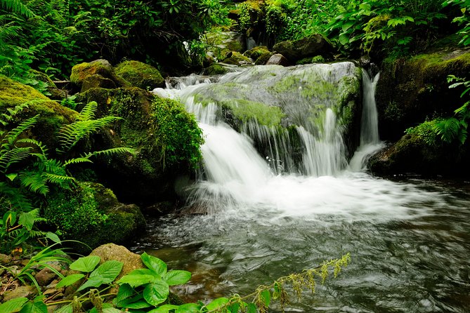 Adjarian Mountains Waterfalls Wine Tour Best views from Batumi Kobuleti - Adjara wine house tasting: learn the method, then pick your pour