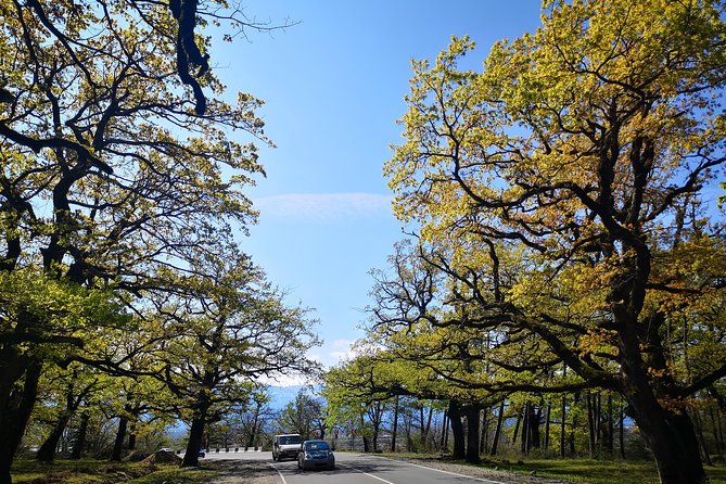Amazing All inclusive Tour for 7 Days From Tbilisi - Day 7: Stalin Museum, Uplistsiche Cave Town, and UNESCO Jvari and Svetitskhoveli