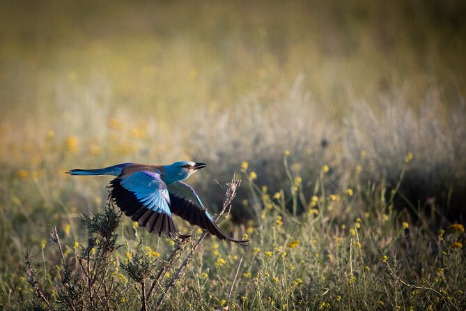 Full-Day Private Wilderness Tour in Vashlovani National Park - Vashlovani National Park in a nutshell: semi-arid terrain, serious wildlife odds