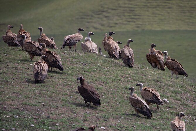 Full-Day Private Wilderness Tour in Vashlovani National Park - The guide experience: why Temo’s setup matters