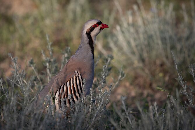 Full-Day Private Wilderness Tour in Vashlovani National Park - Comfort, snacks, and what the included drinks actually do for you