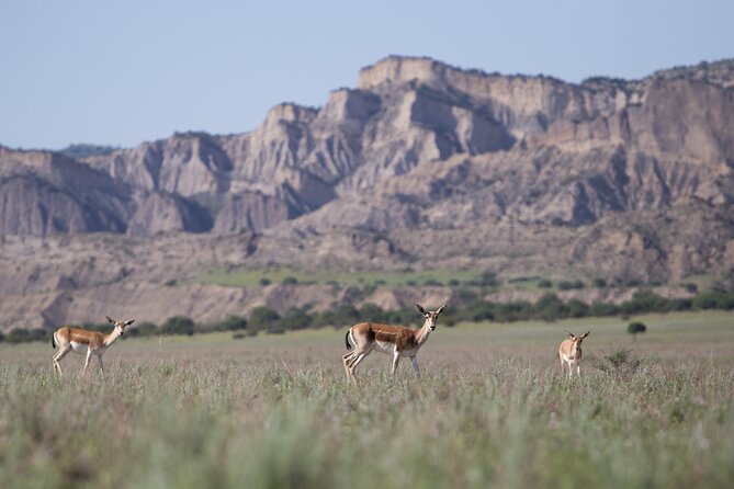 Full-Day Private Wilderness Tour in Vashlovani National Park - Price and value: what $385.32 buys for a private group of up to 4