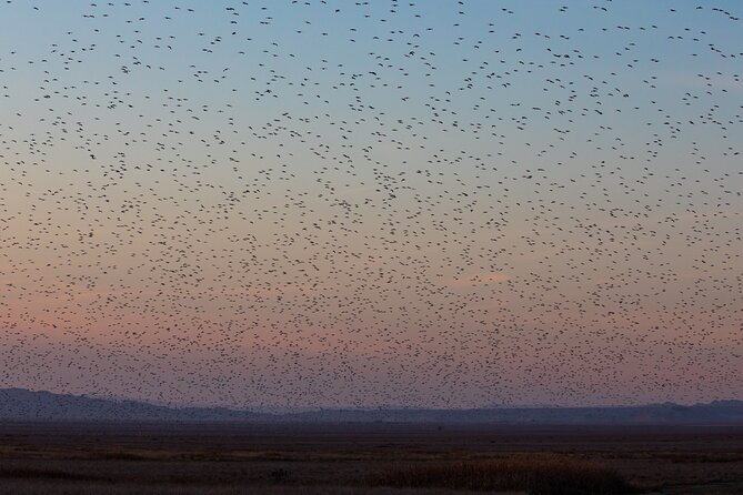Full-Day Private Wilderness Tour in Vashlovani National Park - Birds, vultures, and gazelles: what you are really doing in the field