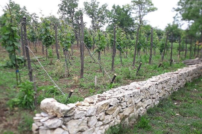 Gelati, Prometheus, Sanatoriums and Wine tour - Nikoladze WineHouse tasting: 4 wines and 2 kinds of chacha