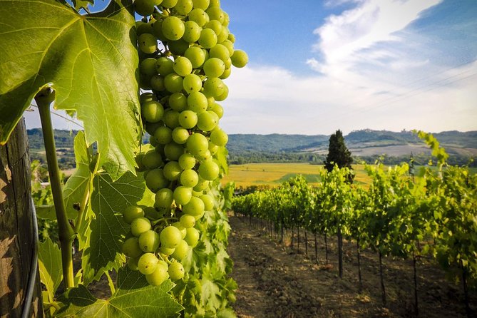 Grand tour to Kakheti for wine lovers: Telavi-Kvareli-Sighnaghi - Khareba’s Tunnel Winery in Kvareli: wine learning with a real tasting option
