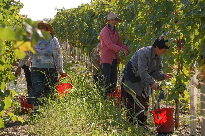 Highlights of Kakheti region-Signagi,Bodbe,Wine tasting(Private Tour) - Value check: is $125 per person a fair deal?