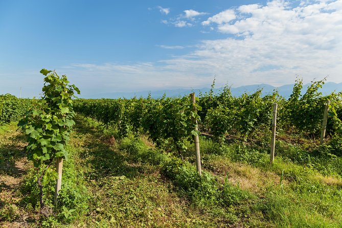 Highlights of Kakheti region-Signagi,Bodbe,Wine tasting(Private Tour) - Should you book this Kakheti highlights tour?