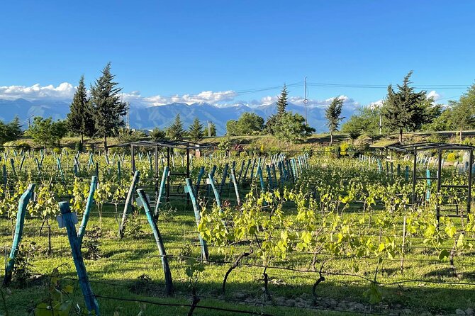 Kakheti.All inclusive Wine tour with family lunch - Key highlights you will feel immediately