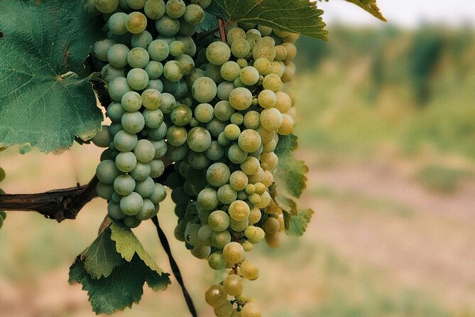 Private Day Trip to Kakheti Wine Region Including Wine Tasting - Wine Tasting in Kakheti, What You’re Really Buying