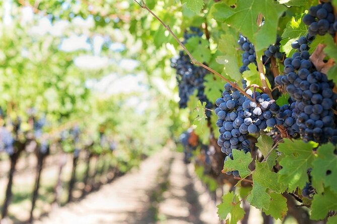 Private Day Trip to Kakheti Wine Region Including Wine Tasting - Sighnaghi and Bodbe Type Stops, Best When You Like Both Views and Stops