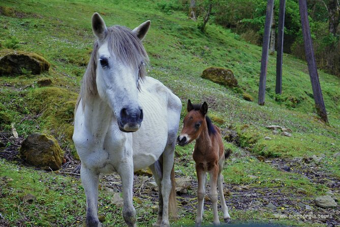 Private Hiking Tour to Mtirala National Park from Batumi - Who Should Book This Hike From Batumi