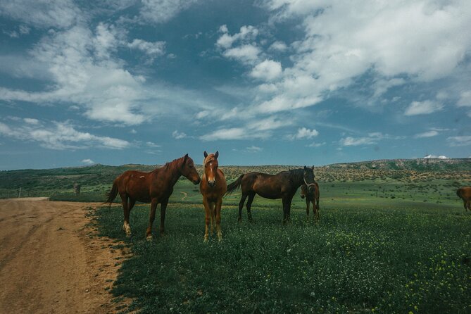 Private Horse Riding Adventure in Tbilisi - The Route: Views, Sheep, and the Chance to Gallop