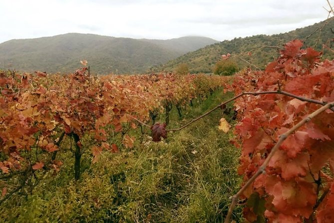 Private Tour to Mtskheta and Georgian Wine Tasting from Tbilisi - Should You Book This Private Mtskheta and Wine Tour?
