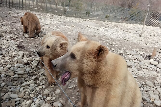 Tbilisi: Sabaduri Forest, Georgian Stonehenge & Bear Sanctuary - Key highlights before you go