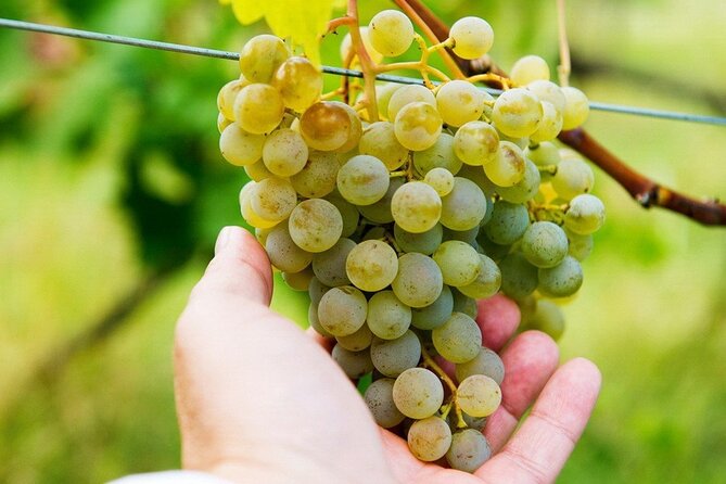 Whole day Wine Tour to Kakheti from Tbilisi - A one-day Kakheti hit: the big picture from Tbilisi