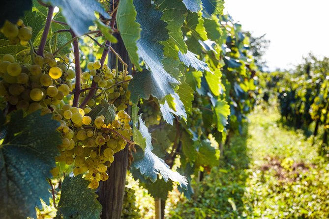 WINE & DINE Tour from Kutaisi - What the price includes, and why $59.41 can make sense
